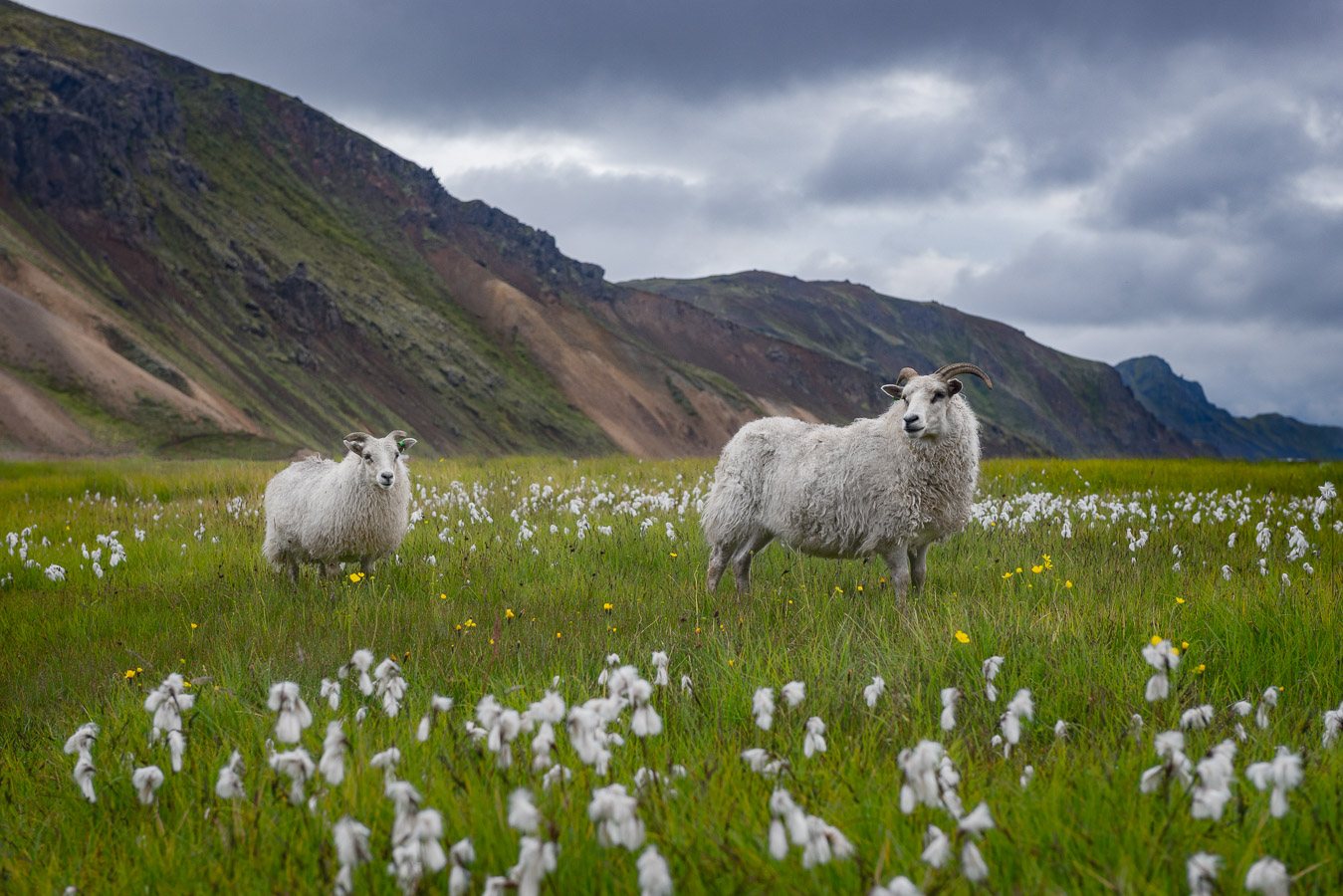 Овечки в Landmannalaugar, заповедник Fjallabaki, 2017 г.