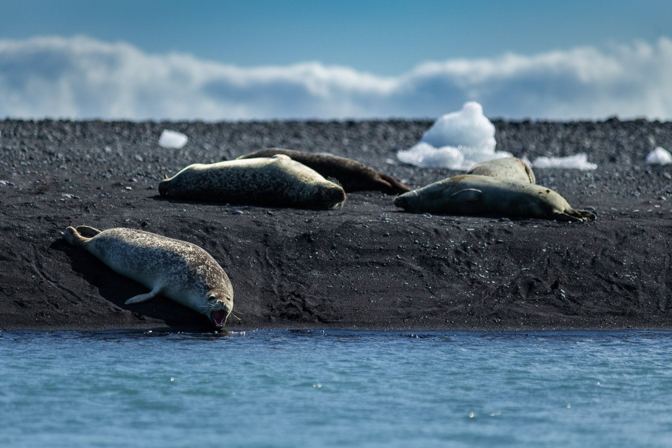 Морские котики на Diamond beach около Jökulsárlón, 2019 г.